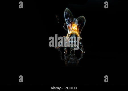 Une abeille dans close up whit retour historique Banque D'Images