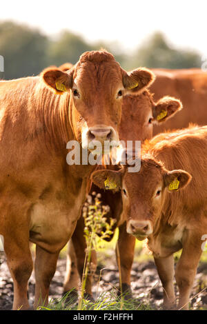 Le bétail néerlandais y compris un jeune taureau et limosine vaches dans le pré Banque D'Images