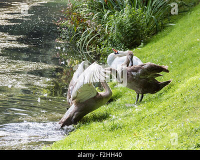 Une cygnet au lissage sur les rives du lac Banque D'Images