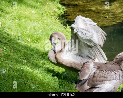 Une cygnet au lissage sur les rives du lac Banque D'Images