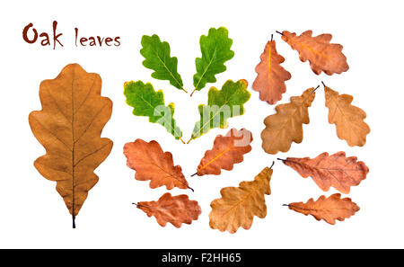 Automne feuilles de chêne vert et collection. Forte et propre, grande taille Banque D'Images