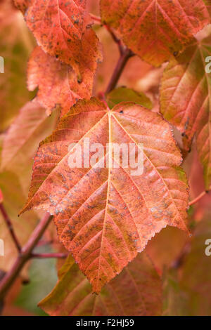 Acer rufinerve feuilles à l'automne. L'écorce de serpent feuilles d'érable. Banque D'Images