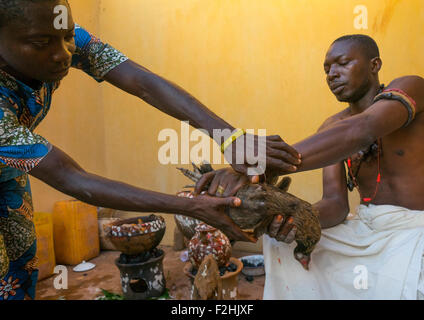 Le Bénin, en Afrique de l'Ouest, Bonhicon, l'abattage d'un pigeon dans un sacrifice rituel au cours d'une cérémonie vaudou gérés par kagbanon bebe prêtre Banque D'Images