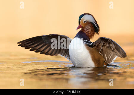 Jolie femme Canard Mandarin Aix galericulata / Mandarinente ( ) s'étend, en volant avec ses ailes de lumière dorée. Banque D'Images