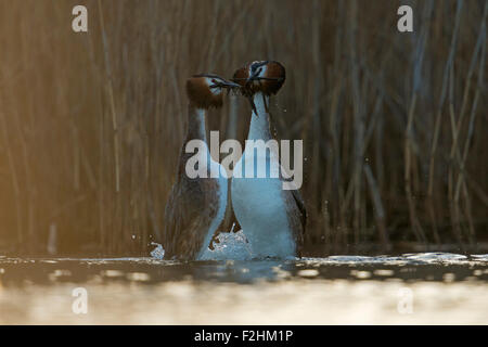 Grèbe huppé Grèbe jougris / cresties / Grand / Haubentaucher ( Podiceps cristatus ) faisant la danse des pingouins. Banque D'Images