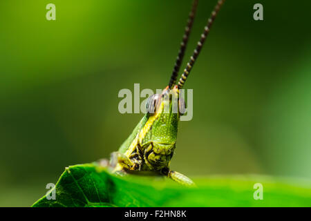 Sauterelle verte sur la feuille d'herbe Banque D'Images