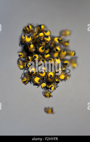 Close up of spider baby ball au lever du soleil dans le jardin Banque D'Images