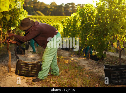 Les raisins de la récolte paysanne africaine dans le vignoble. La taille de l'homme des raisins de la vigne et la collecte dans des bacs en plastique. Banque D'Images