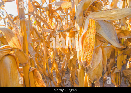 Prêt de la récolte de maïs mûr oreille sur manette en champ de maïs cultivé, Close up avec selective focus Banque D'Images