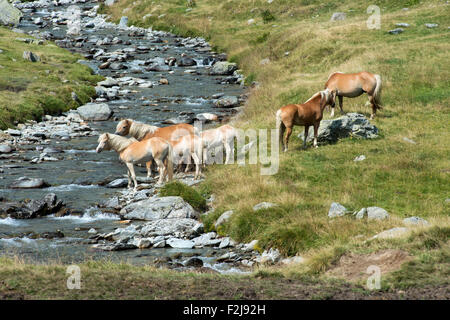 Troupeau de chevaux assez sauvage avec Palomino ad manes tails debout regroupés sur une berge au bord d'un éperon volet rural Banque D'Images