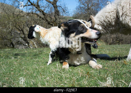 Chien de berger border collie brebis Swaledale regarder et agneau nouveau-né, Cumbria, Royaume-Uni. Banque D'Images