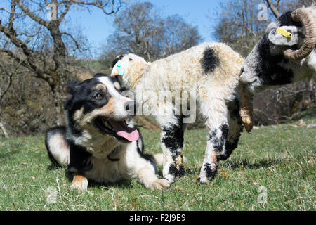 Chien de berger border collie brebis Swaledale regarder et agneau nouveau-né, Cumbria, Royaume-Uni. Banque D'Images