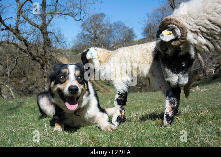 Chien de berger border collie brebis Swaledale regarder et agneau nouveau-né, Cumbria, Royaume-Uni. Banque D'Images