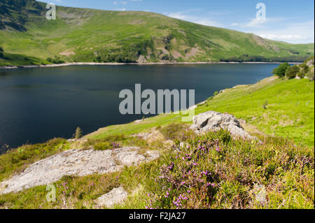 Haweswater réservoir dans le Lake District. , Cumbria (Royaume-Uni), au début de l'été. Banque D'Images