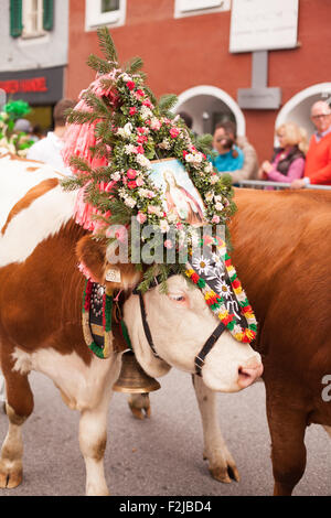 Kufstein / Autriche / Tyrol-19.Septembre : vache décorée de bétail dans la région de Kufstein / Autriche Banque D'Images