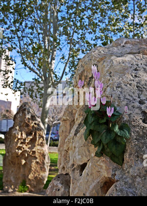Cyclamen persicum Persian violettes poussent dans un rocher. Photographié en Israël au printemps Banque D'Images