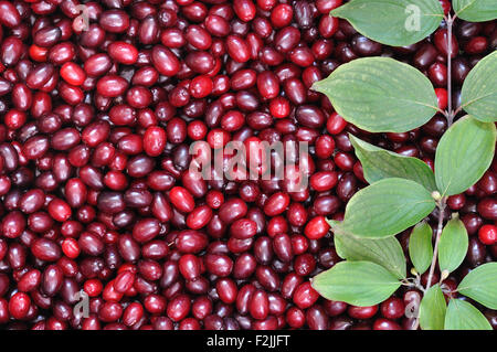 Close-up de cerises en cornaline rouge mûr Banque D'Images