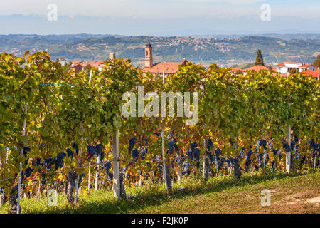 Vignes d'automne avec des raisins mûrs et petite ville sur l'arrière-plan dans le Piémont, au nord de l'Italie. Banque D'Images