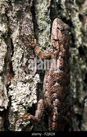 Eastern Fence Lizard - Brevard, North Carolina USA Banque D'Images