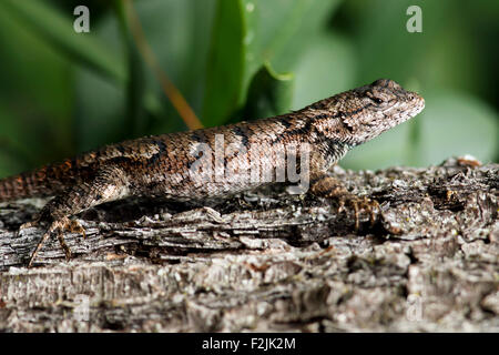 Eastern Fence Lizard - Brevard, North Carolina USA Banque D'Images