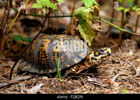 Tortue tabatière - Brevard, North Carolina USA Banque D'Images