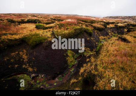 Groughs la tourbe sur le plateau de Kinder scout dans le Peak District National Park Banque D'Images