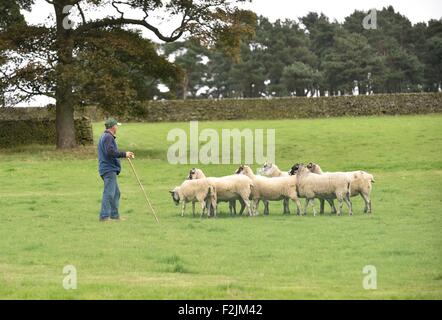 Peu de foin Derbyshire UK 20 septembre 2015 lieu de berger à l'assemblée le Hayfield Pays montrent . Le Hayfield Pays montrent Derbyshire UK Crédit : John Fryer/Alamy Live News Banque D'Images