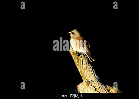 Dark-eyed Junco - Rocky Mountain National Park, Estes Park, Colorado, USA Banque D'Images