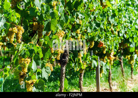 Bouquet de raisin muscat sur le soleil, la récolte de la vigne, France Banque D'Images