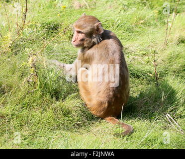 L'Asie du Sud macaque Rhésus (Macaca mulatta) Banque D'Images