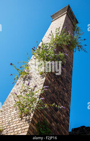 Cheminée en brique industrielle avec une croissance luxuriante de l'arbre aux papillons Buddleia croissant dans le mortier les fissures Bristol UK Banque D'Images