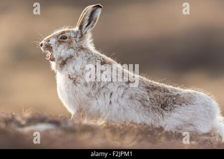 Lièvre variable (Lepus timidus) et l'étirement bâillement adultes Banque D'Images