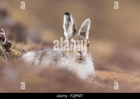 Lièvre variable (Lepus timidus) en manteau printemps assis sur moor Banque D'Images