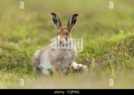 Lièvre variable (Lepus timidus) sous-adultes sur la lande de bruyère en été Banque D'Images