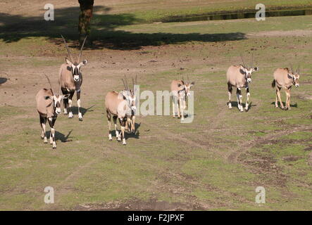 Les antilopes oryx d'Afrique du Sud (Oryx gazella) Banque D'Images
