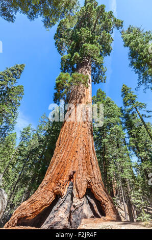 Le séquoia géant à Sequoia National Park, Californie, USA. Banque D'Images