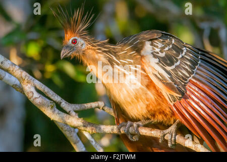 (Opisthocomus Hoatzin opithocamus) Oiseau de puanteur Amazon Banque D'Images