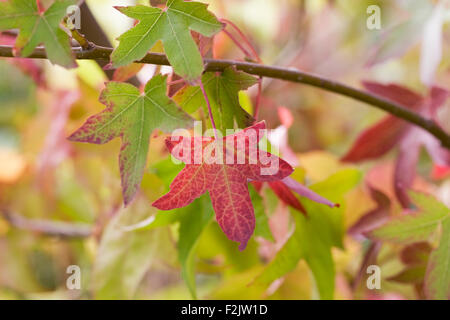 Liquidambar 'Worplesdon' feuilles à l'automne. Banque D'Images