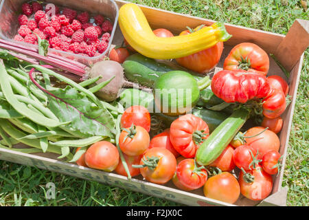 Les légumes récoltés allotissement Banque D'Images