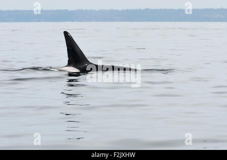 Homme de passage ou un Bigg's épaulard, Orcinus orca, British Columbia, Canada, Région du Pacifique Banque D'Images