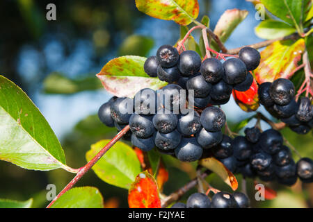 Aronia melanocarpa aronia mûres - les petits fruits sur l'arbre Banque D'Images