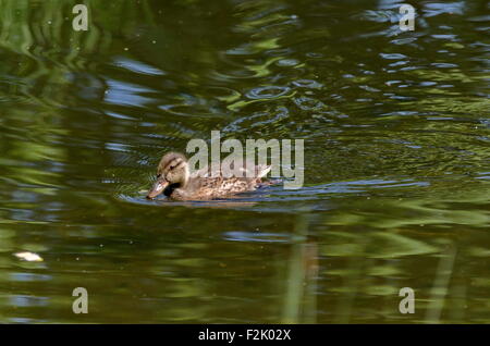 Hen petit canard colvert avec plumes brunes natation sur étang, Sofia, Bulgarie Banque D'Images