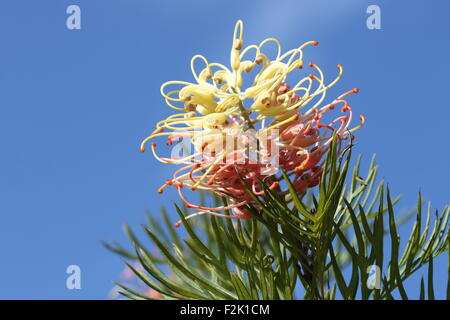 Pêches et crème fleur Grevillea contre le ciel bleu Banque D'Images