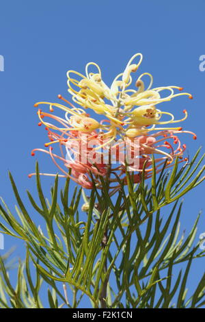 Pêches et crème fleur Grevillea contre le ciel bleu Banque D'Images