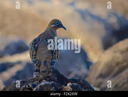 Les Îles Galápagos (dove Zenaida galapagoensis) est une espèce de passereau de la famille des Columbidae. C'est endémique à l'Îles Galápagos Banque D'Images