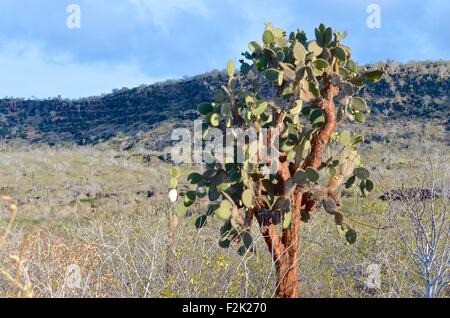 Opuntia echios, Galapagos ou Prickly Pear Tree, vu de l'île Santa Fe dans les îles Galapagos. Banque D'Images