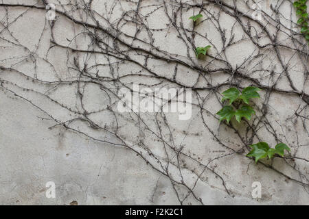 Vieux Mur de stuc gris recouvert de lierre vert et sec. La texture de fond. Banque D'Images