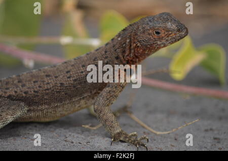 Un lézard de lave (Microlophus delanonis) est assise sur un rocher dans l'Île Española aux Îles Galapagos. Banque D'Images