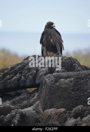 Galapagos UN (Buteo Galapagoensis) sur l'île de Espanola dans les îles Galapagos. Banque D'Images