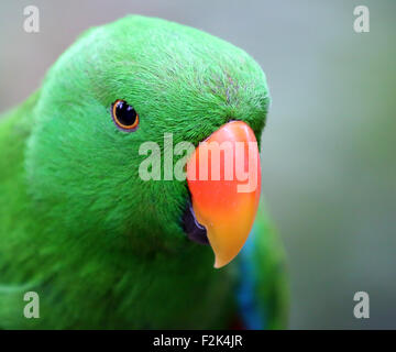 Perroquet Eclectus Roratus Banque D'Images